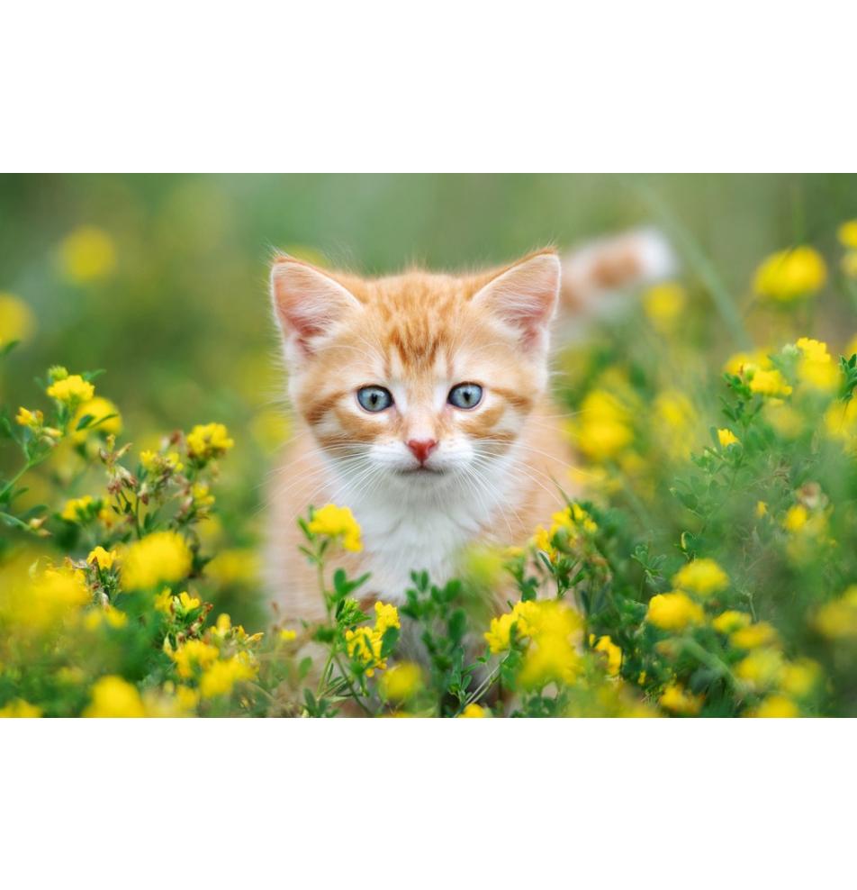 Dāvanu mazā, dubultā kartīte