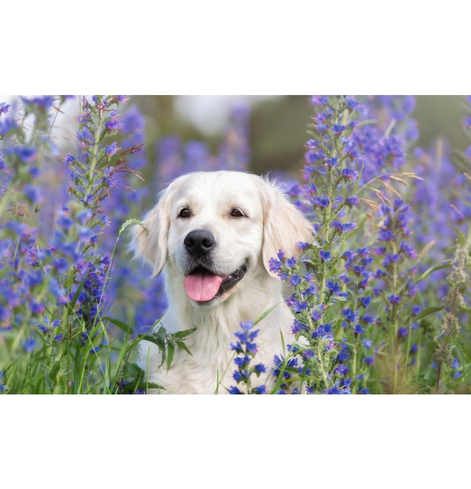 Dāvanu mazā, dubultā kartīte