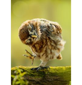 Dubulta kartīte, apdruka iekšpusē 26219