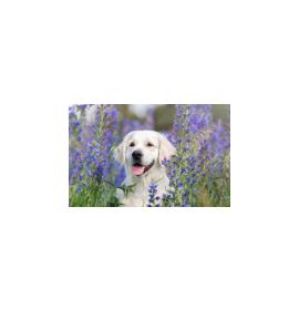 Gift card, small, double (figural) 26308