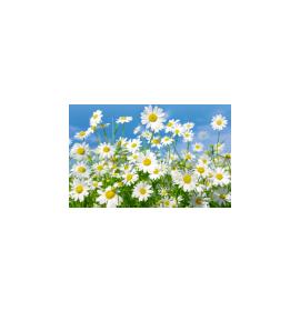 Dāvanu mazā, dubultā kartīte 27135