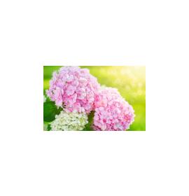 Dāvanu mazā, dubultā kartīte 27182