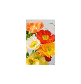 Dāvanu mazā, dubultā kartīte 27191