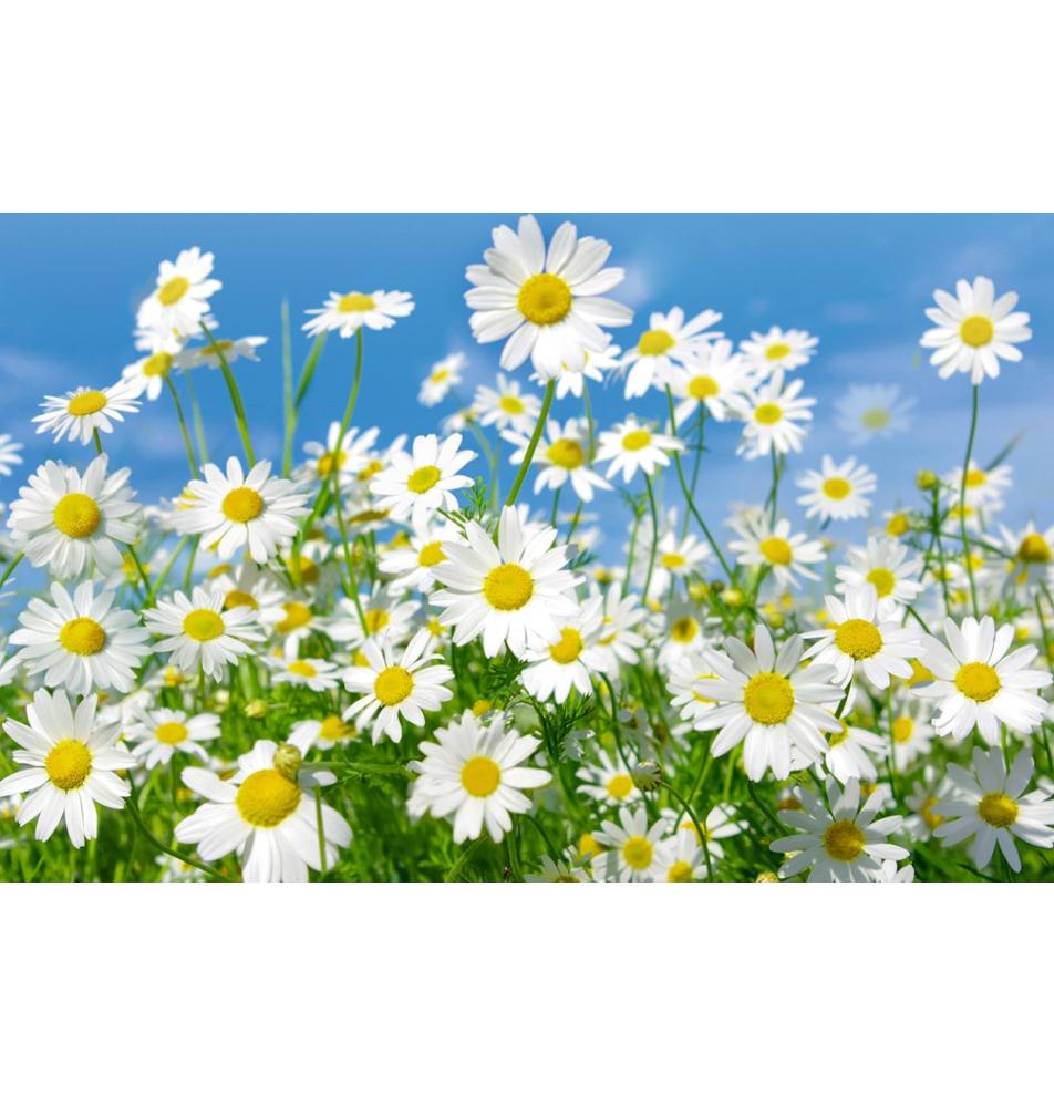 Dāvanu mazā, dubultā kartīte