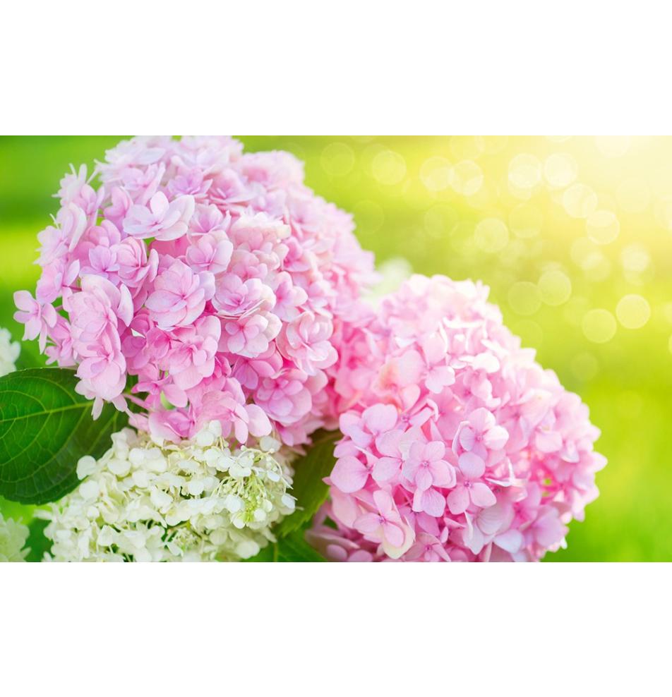 Dāvanu mazā, dubultā kartīte