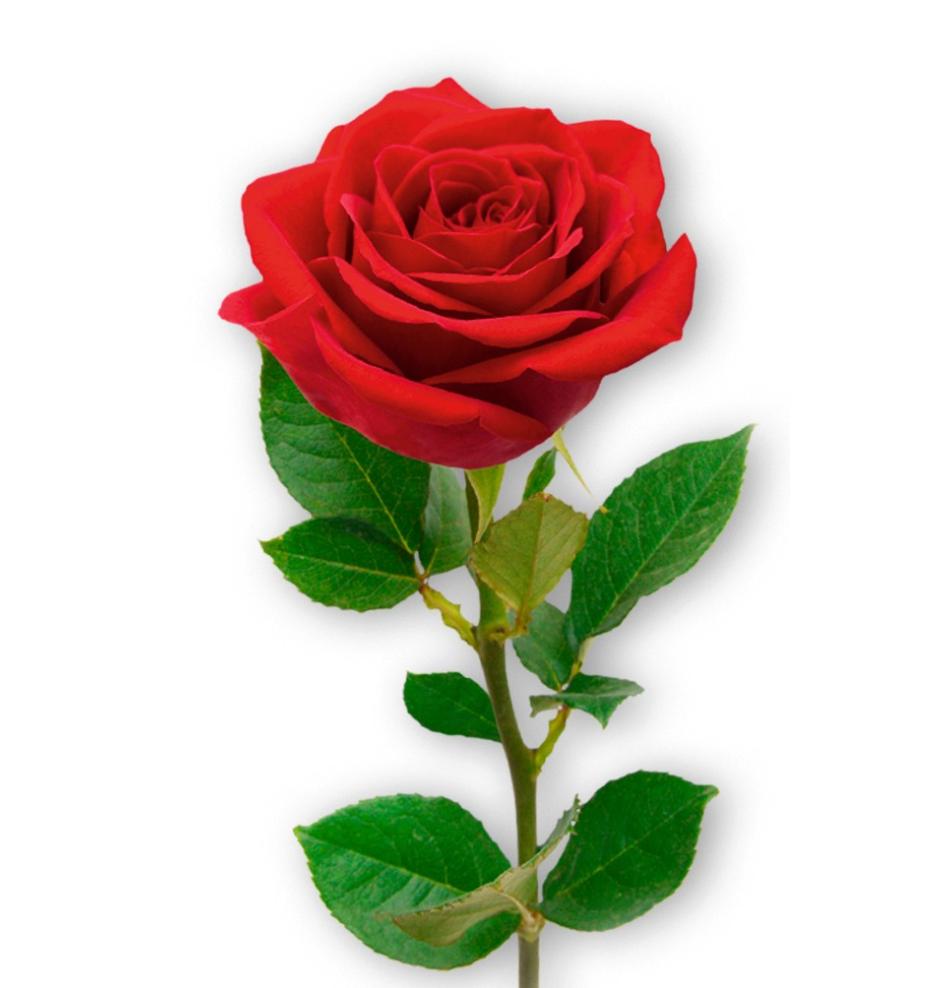 Dāvanu mazā, dubultā kartīte