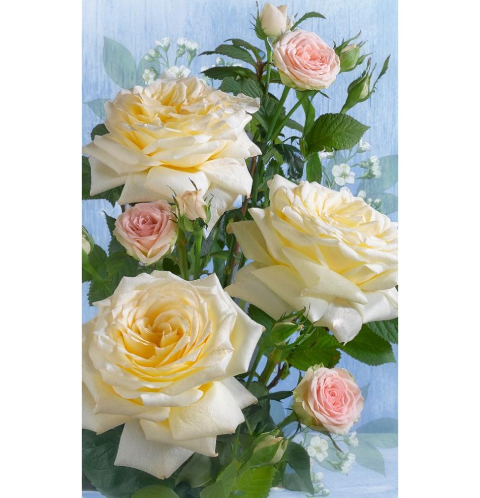 Dāvanu mazā, dubultā kartīte