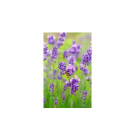 Gift card, small, double (figural) 27176