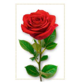 Standarta dubulta kartīte, apdruka iekšpusē 27095