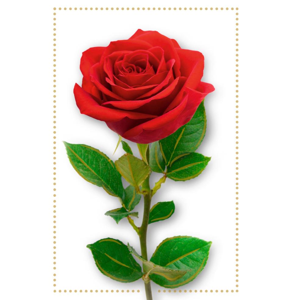 Standarta dubulta kartīte, apdruka iekšpusē