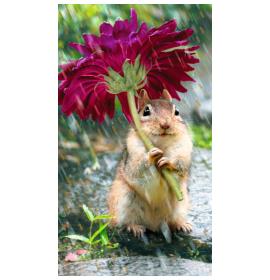 Kartīte, naudas aploksne 16590