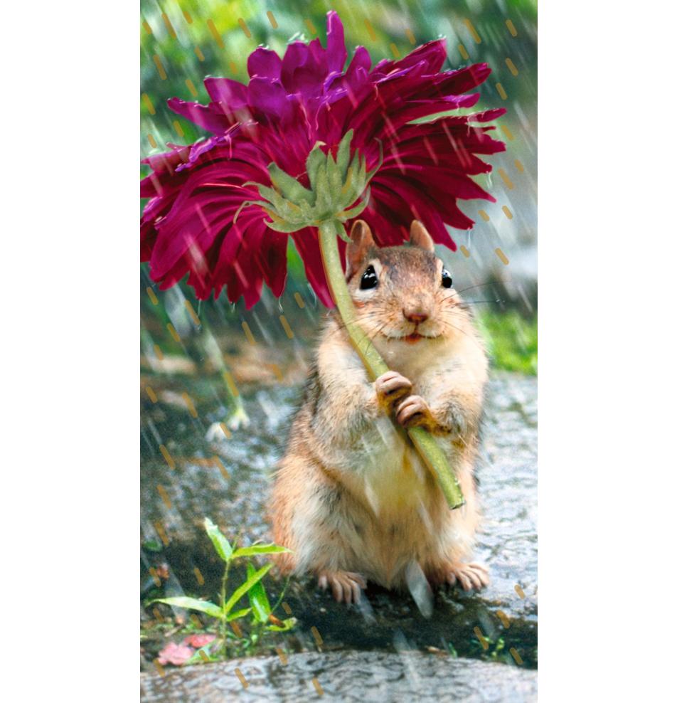 Kartīte, naudas aploksne