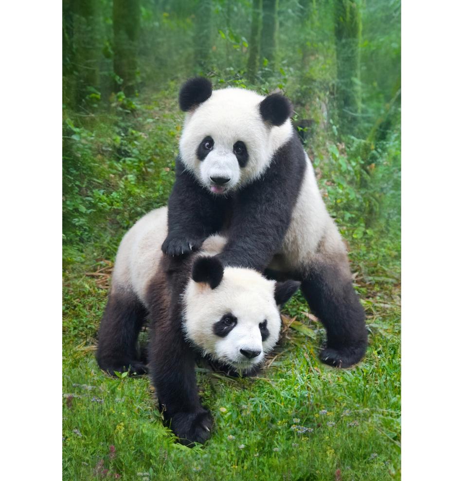 Double card, print inside