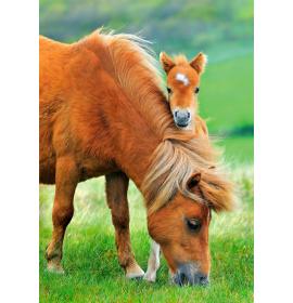 Double card, print inside 23308