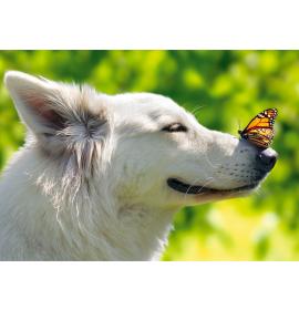 Dubulta kartīte, apdruka iekšpusē 23319