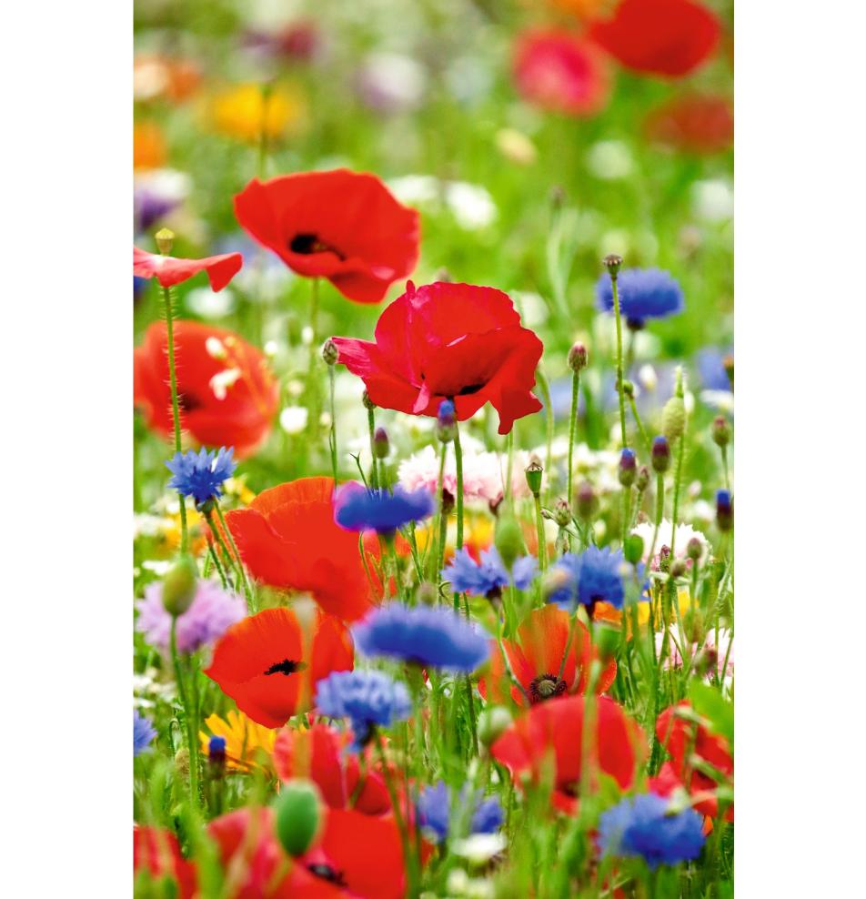 Standard double card, print inside