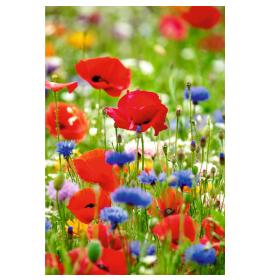 Standarta dubulta kartīte, apdruka iekšpusē 26485