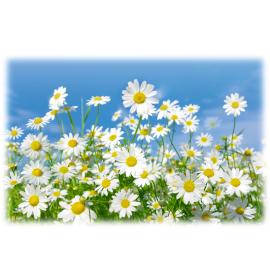 Standarta dubulta kartīte, apdruka iekšpusē 26488