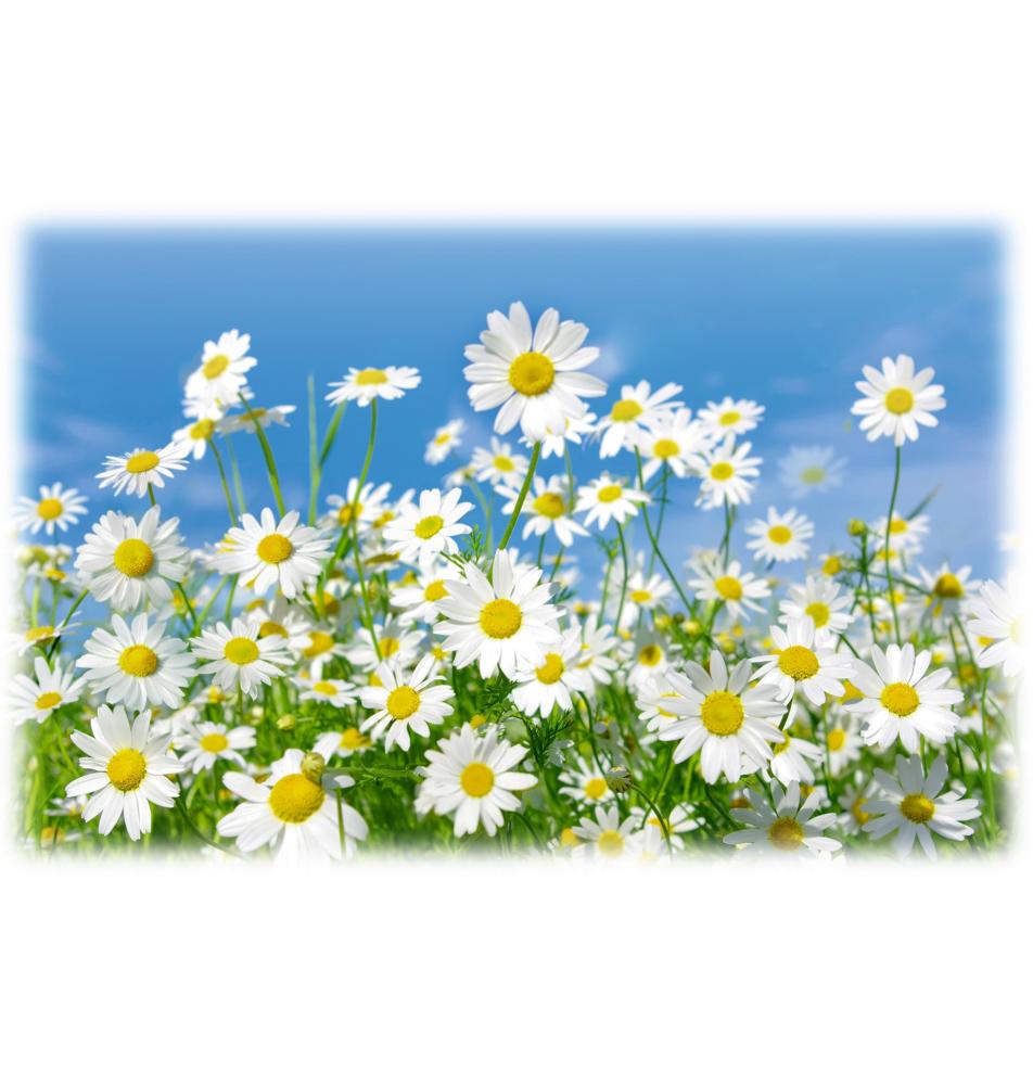 Standarta dubulta kartīte, apdruka iekšpusē