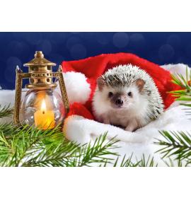 Double card, with envelope, in cooperation with Dr.Klauns 25365