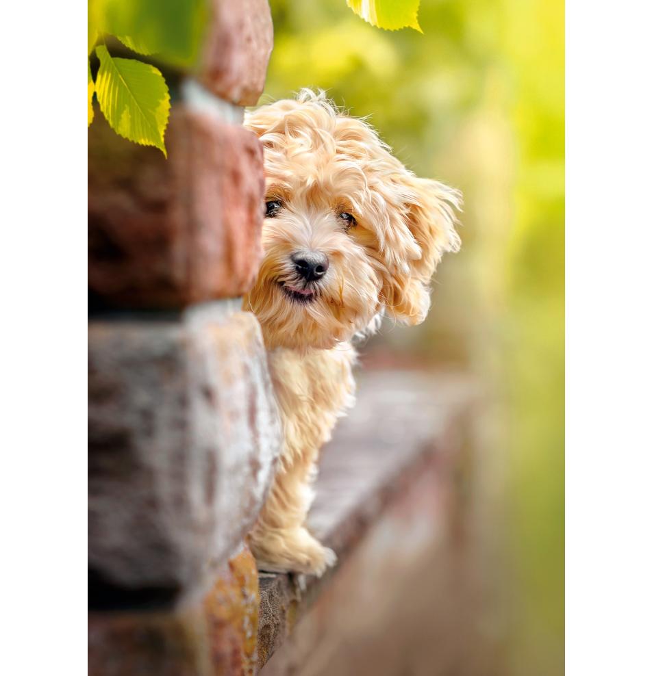 Double card, print inside