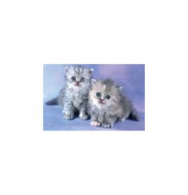 Gift card, small, double 17191