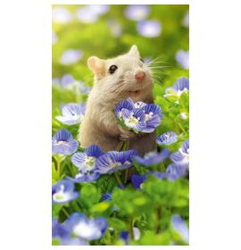 Kartīte, naudas aploksne 20415