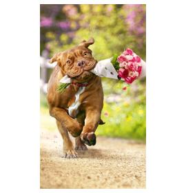 Money envelope card 18218