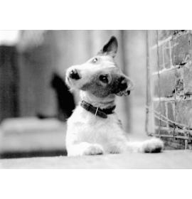 Black&white, double card BW0994