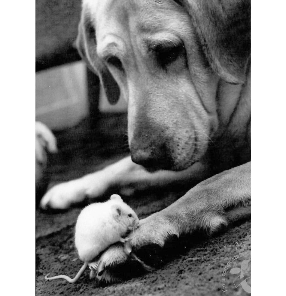 Melnbalta, dubulta kartīte